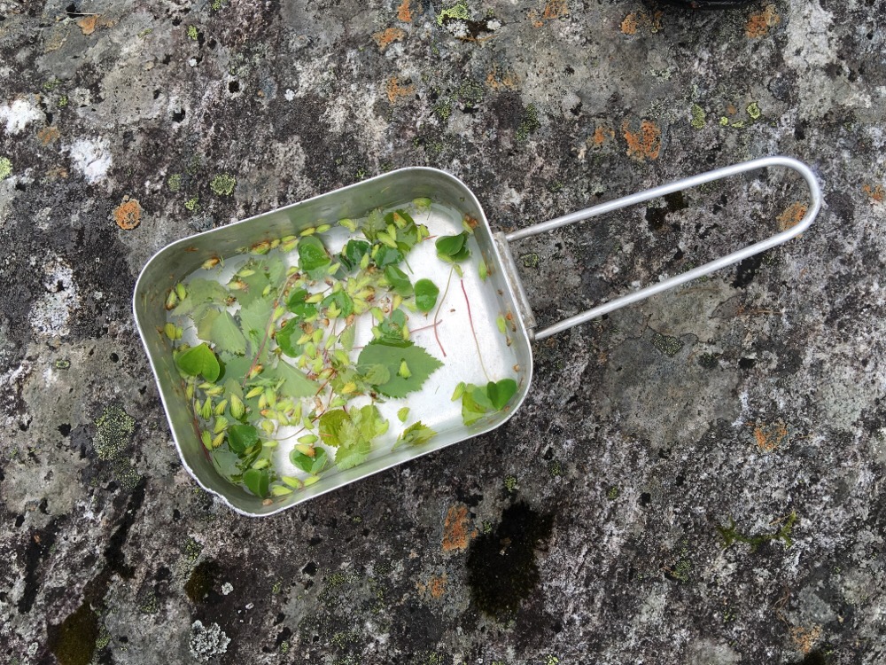 Vikingen thee uit de natuur