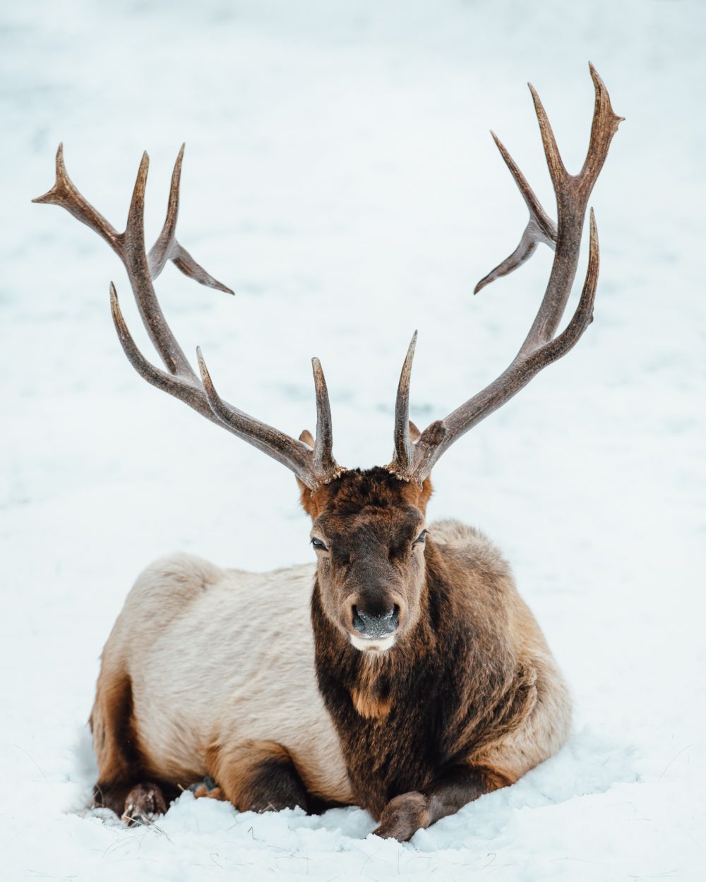 wintersport naar Canada