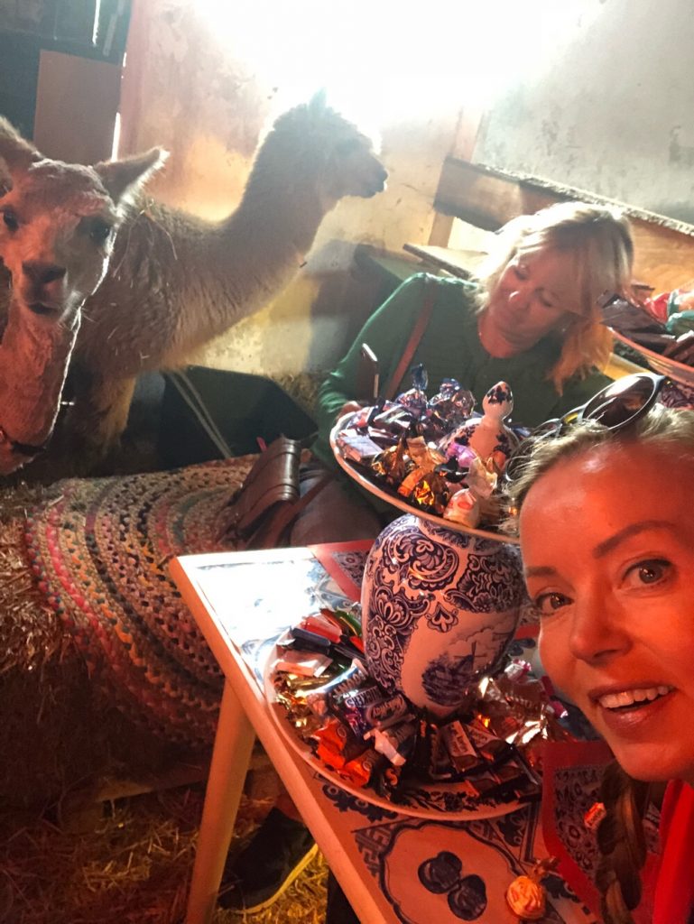Alpaca boerderij