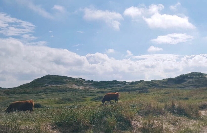 duinen
