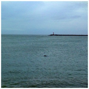 dolphin at the pier
