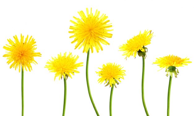 Detoxen met paardenbloemen? (ja echt!)