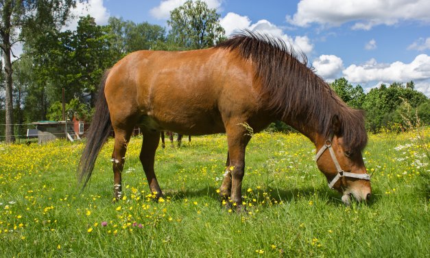 Paardrijden in Zweden? Tips & tricks