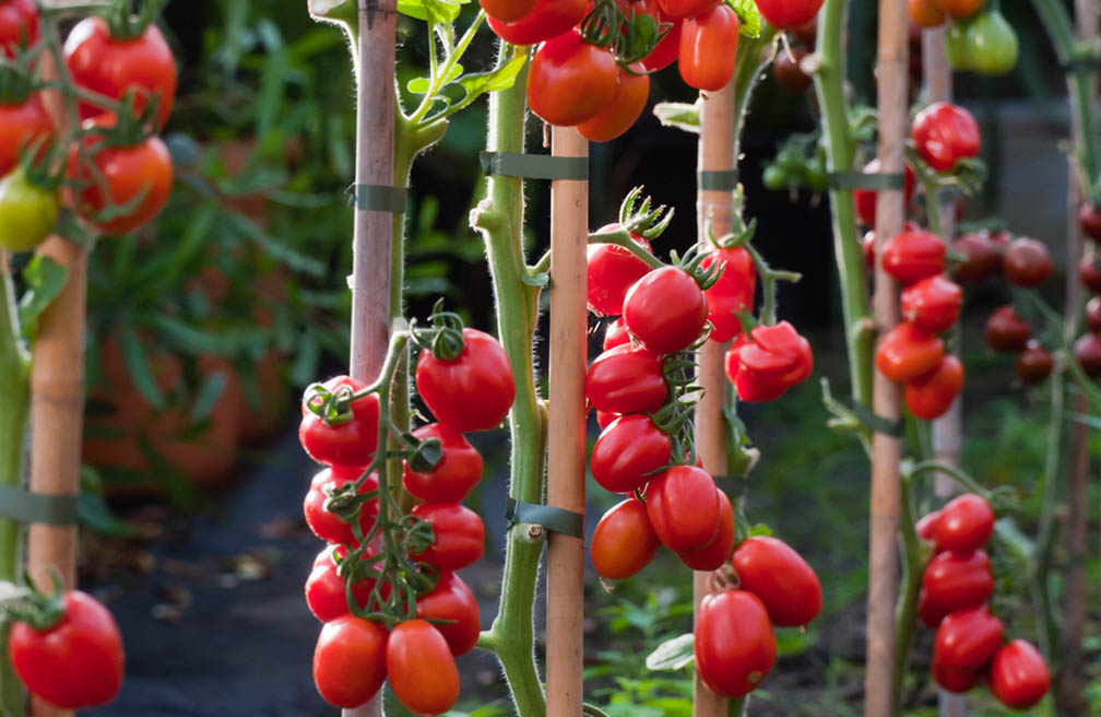 Gazpacho met verse tomaten