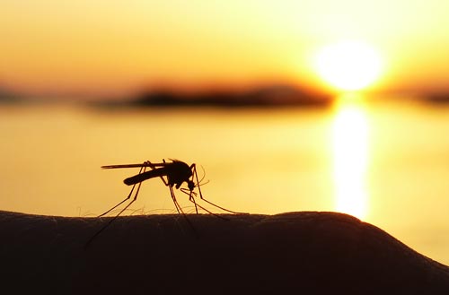 10 natuurlijke tips tegen muggen