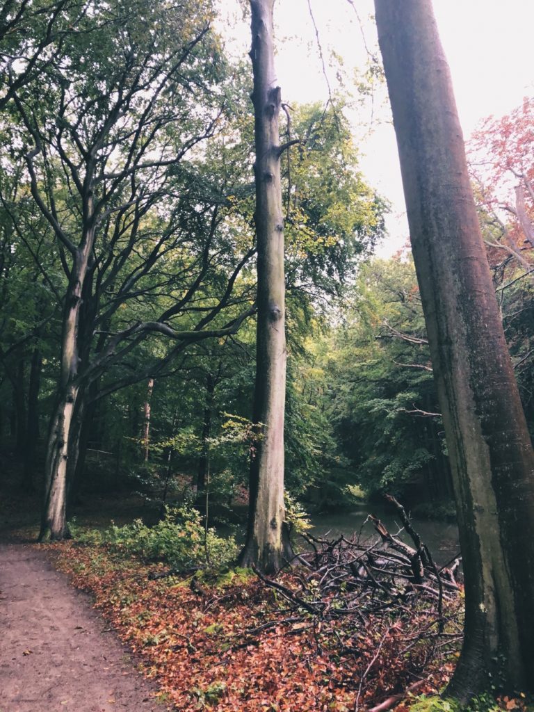 Wandelen door Elswout