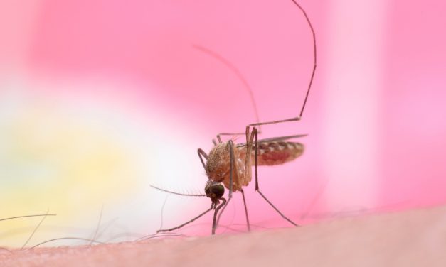 Muggenbulten? 10x anti-jeuk tips