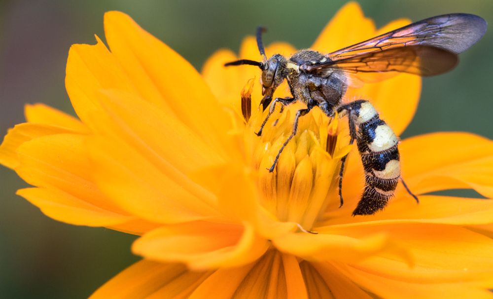 Wat kun je doen tegen wespen? 5 tips