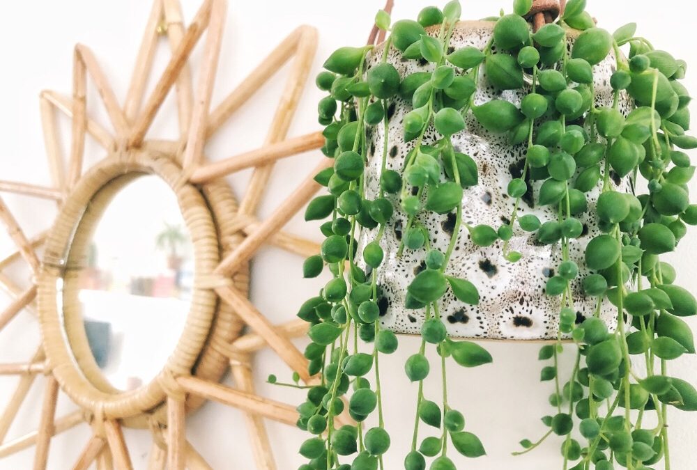 15x erwtenplant inspiratie + verzorgingstips