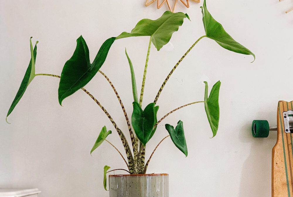 5x verzorgingstips voor de Alocasia Zebrina