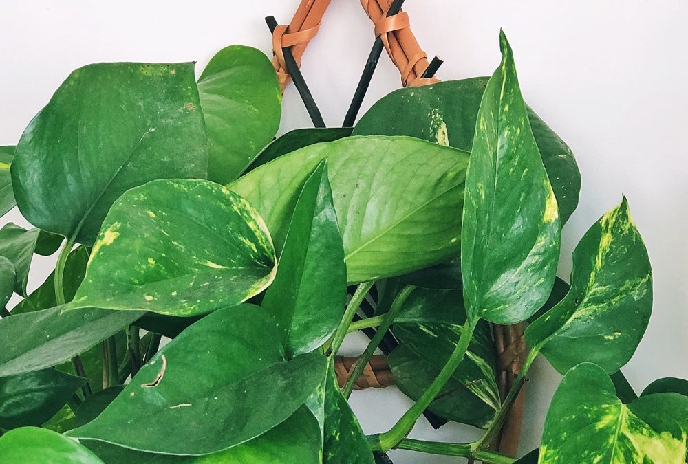Plantentopper: de Scindapsus Epipremnum (luchtzuiverend! + 13x inspiratie)