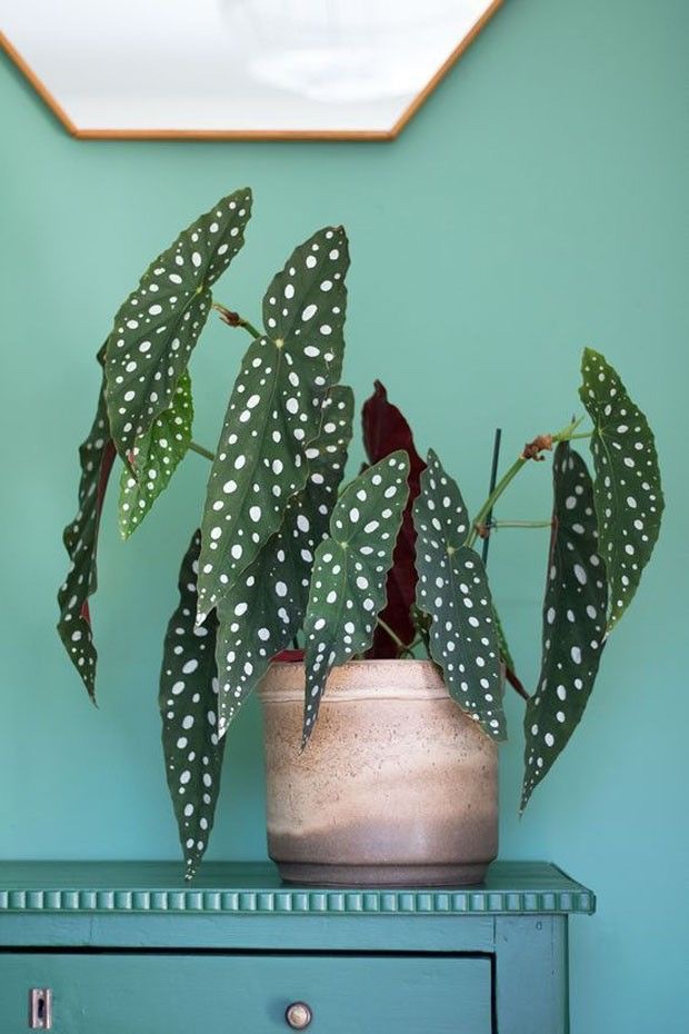 Polkadot Begonia stylingtips