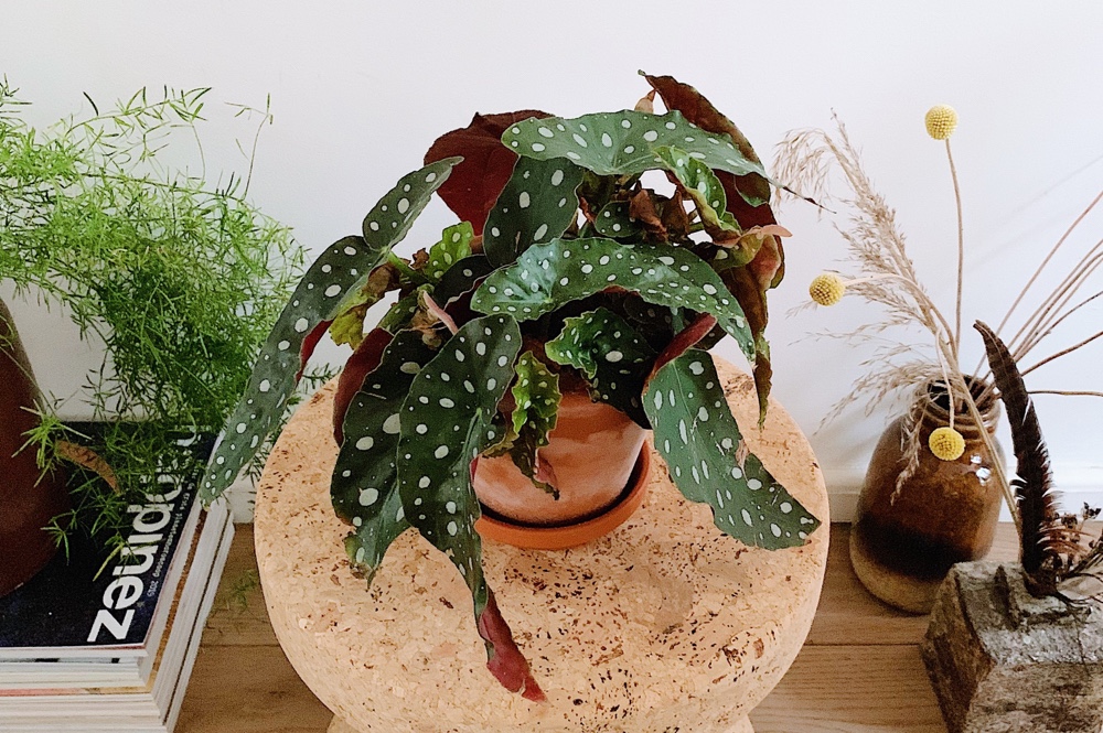 Plantentopper: de Polkadot Begonia