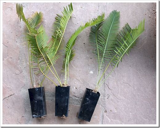 Dioon 5 jaar oud
