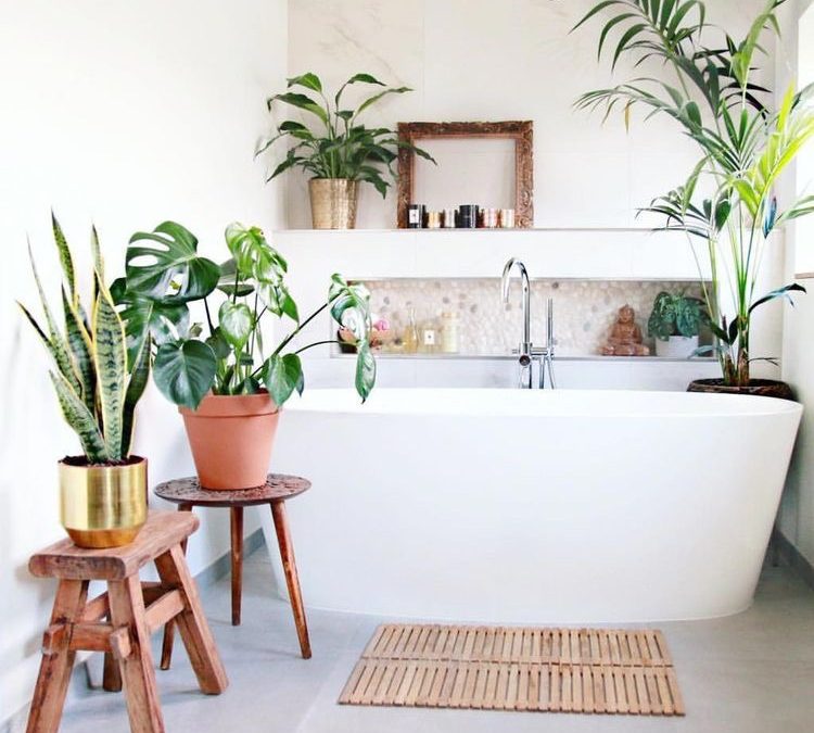 Planten in de badkamer? Dit zijn 6 toppers