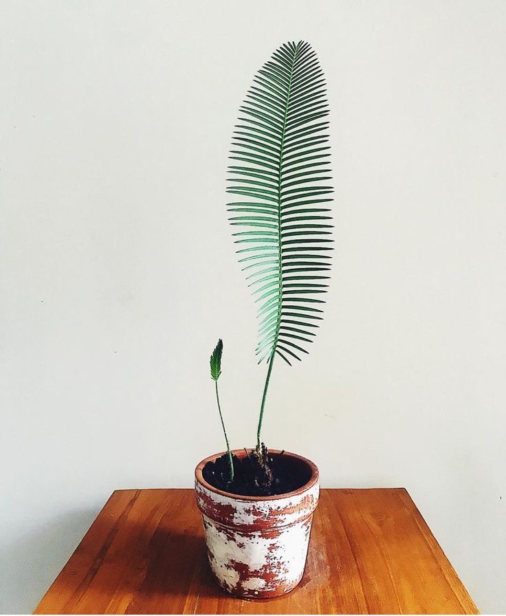 Dioon Edule zaaitips