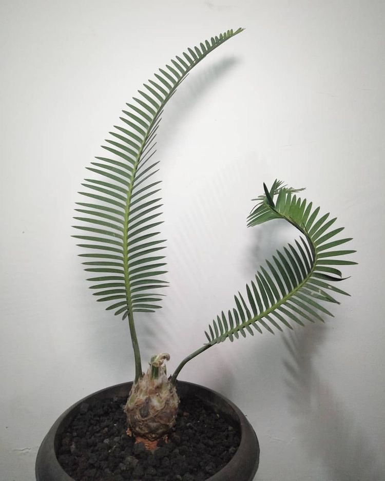 Dioon Edule zaaitips