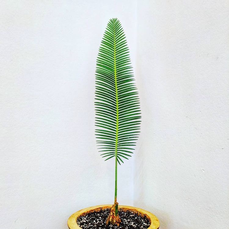 Dioon Edule zaaitips