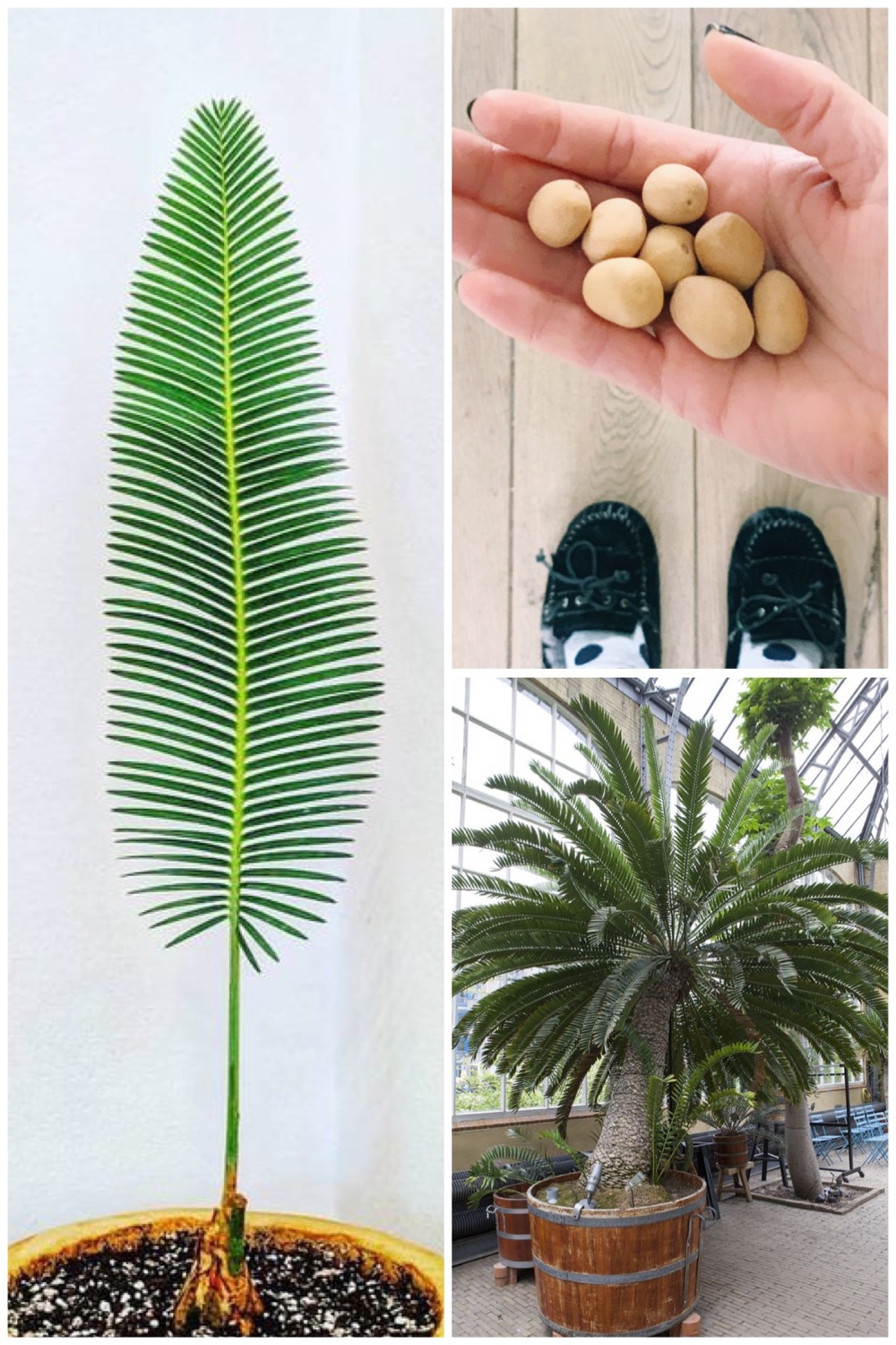 zaaitips Dioon Edule | Mexicaanse Palmvaren