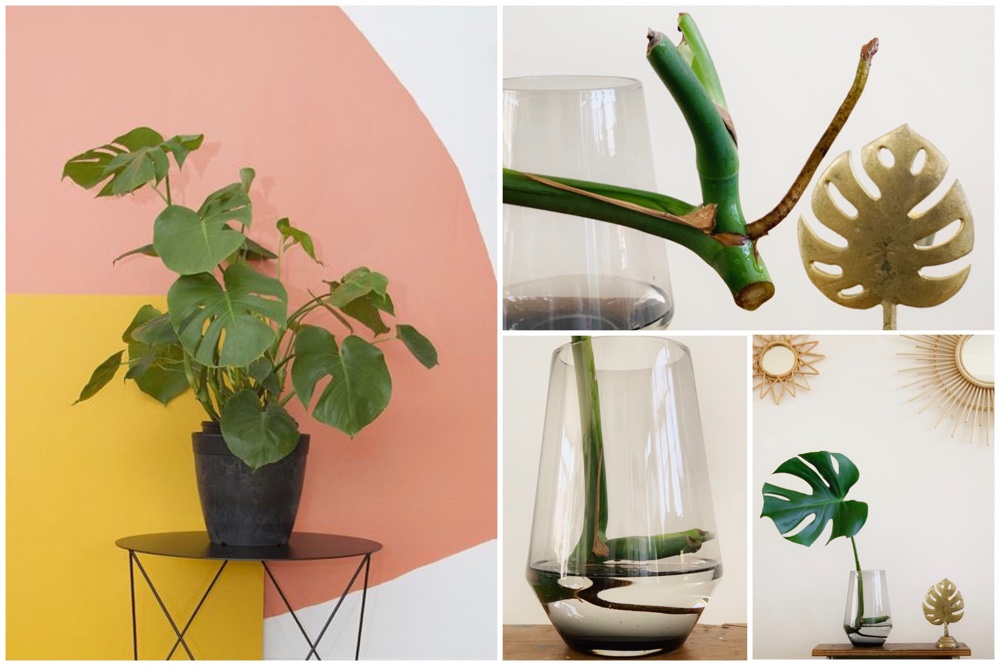 Monstera stekken? Als ik het kan…