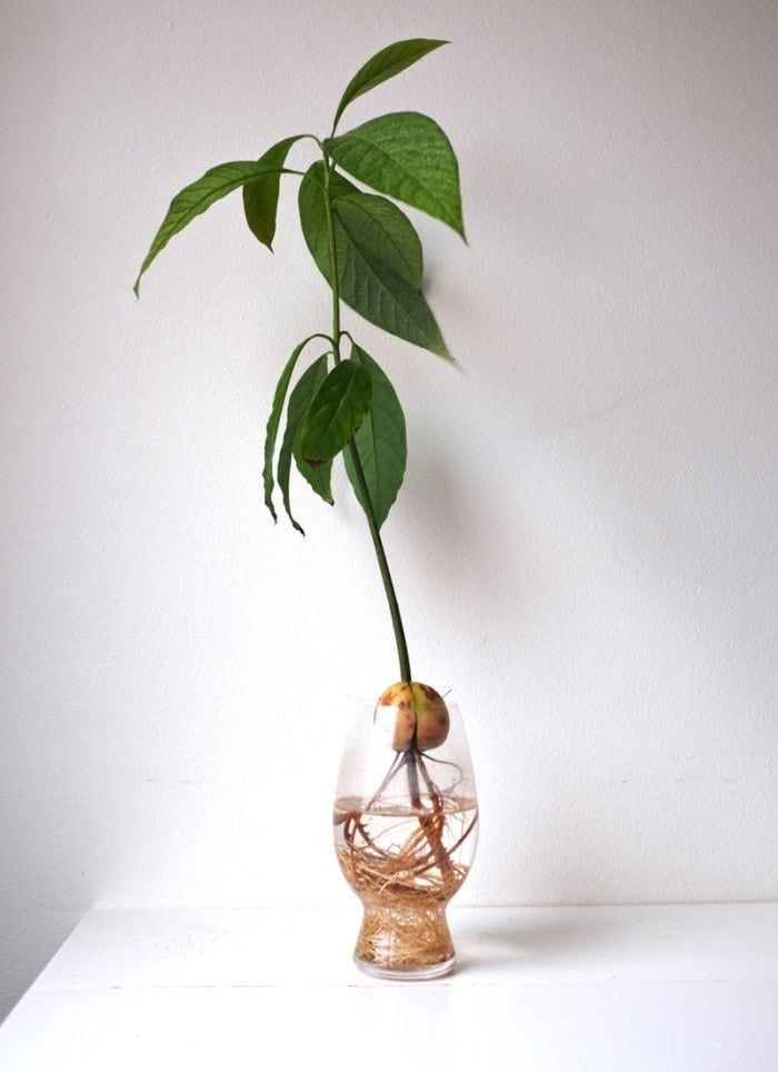 growing avocado