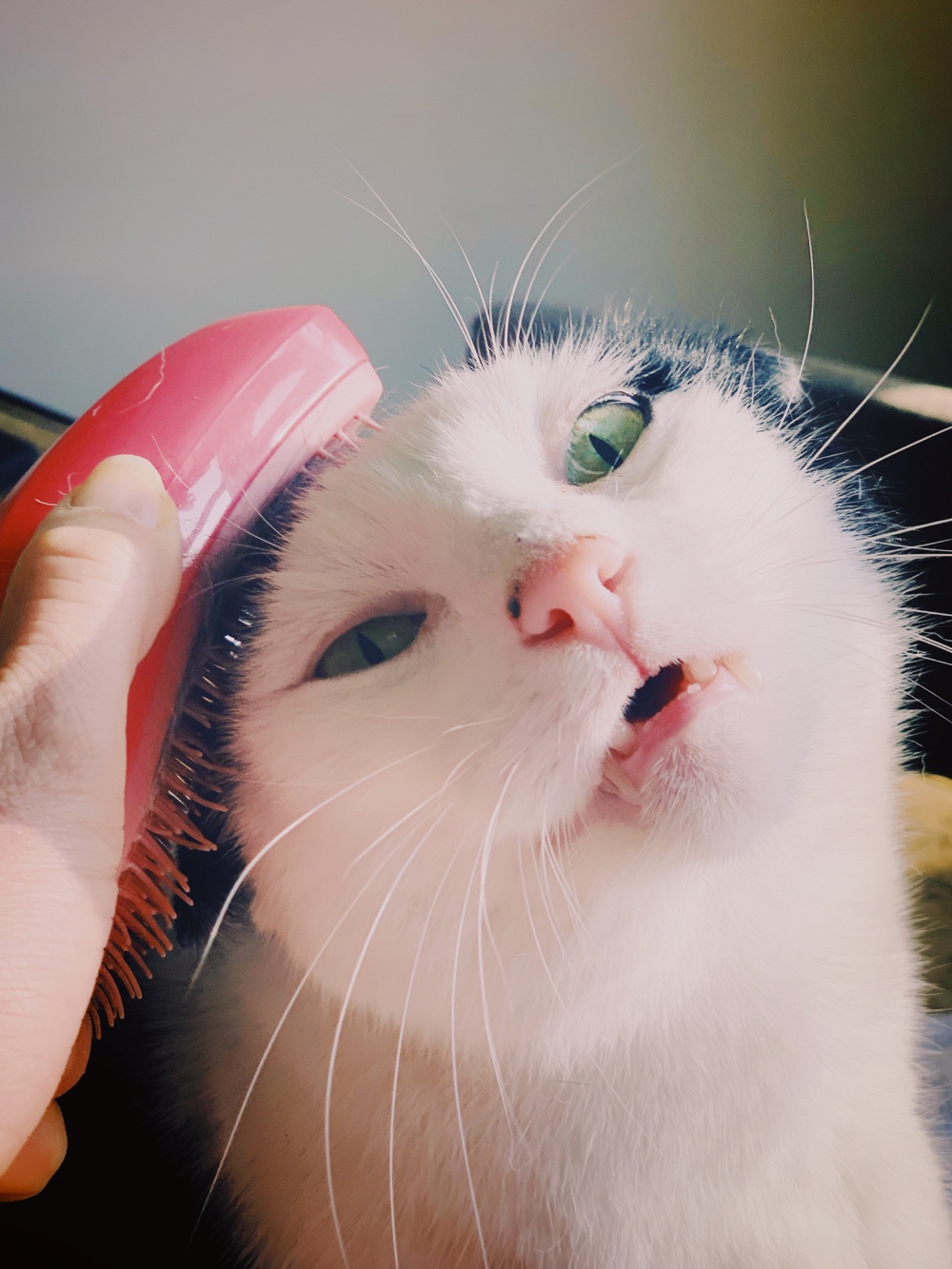 Sjakie