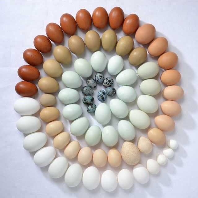 De kleur van eierenDe kleur van eieren
