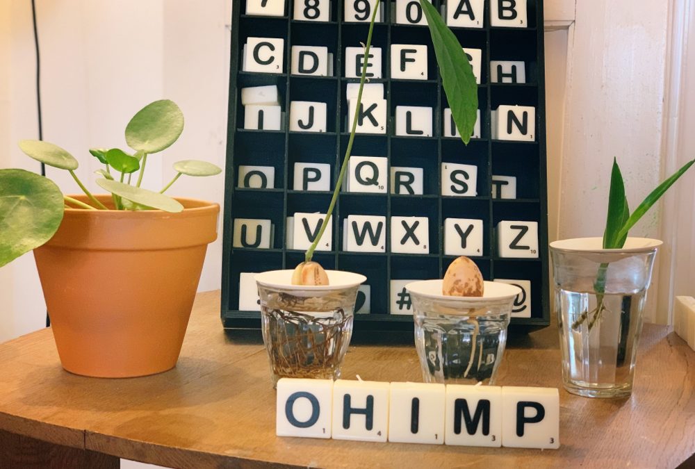 Weekend finds 15 | Oesters, eitjes, Lamzac, plantjes & more
