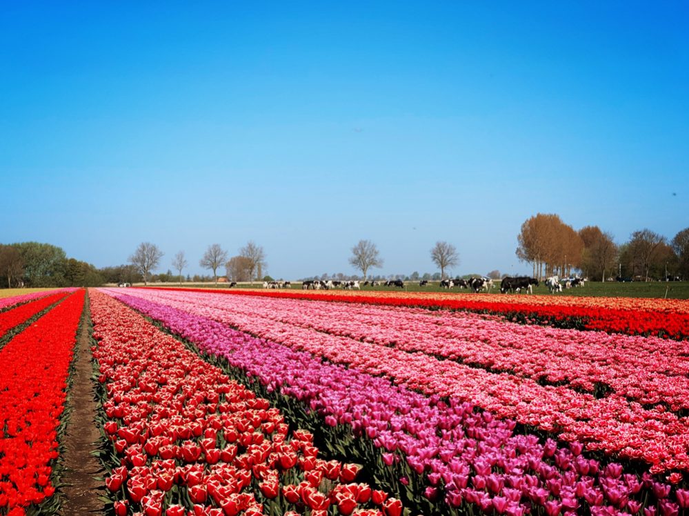 tulpen in Holland