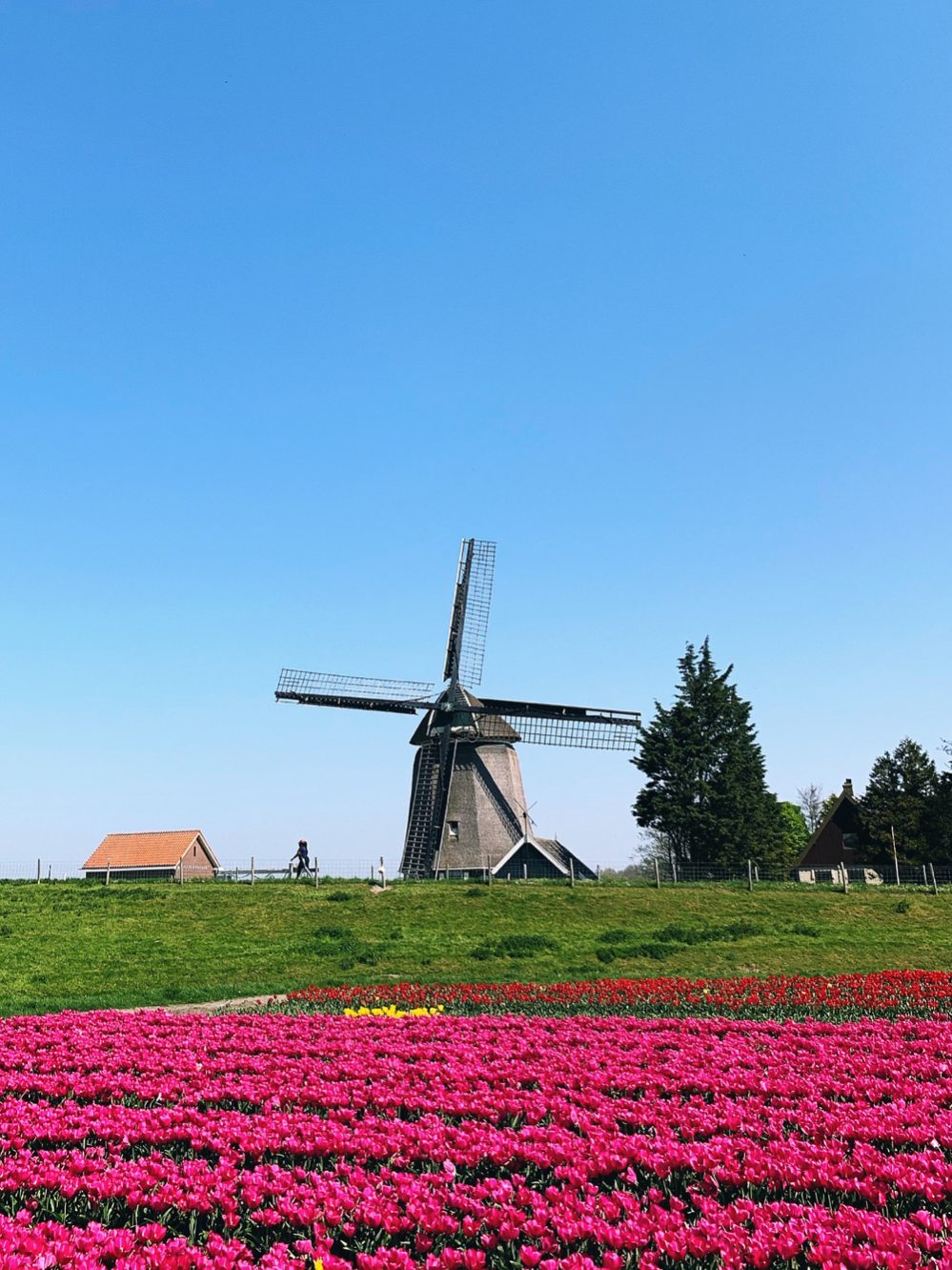 molens en tulpen in Holland