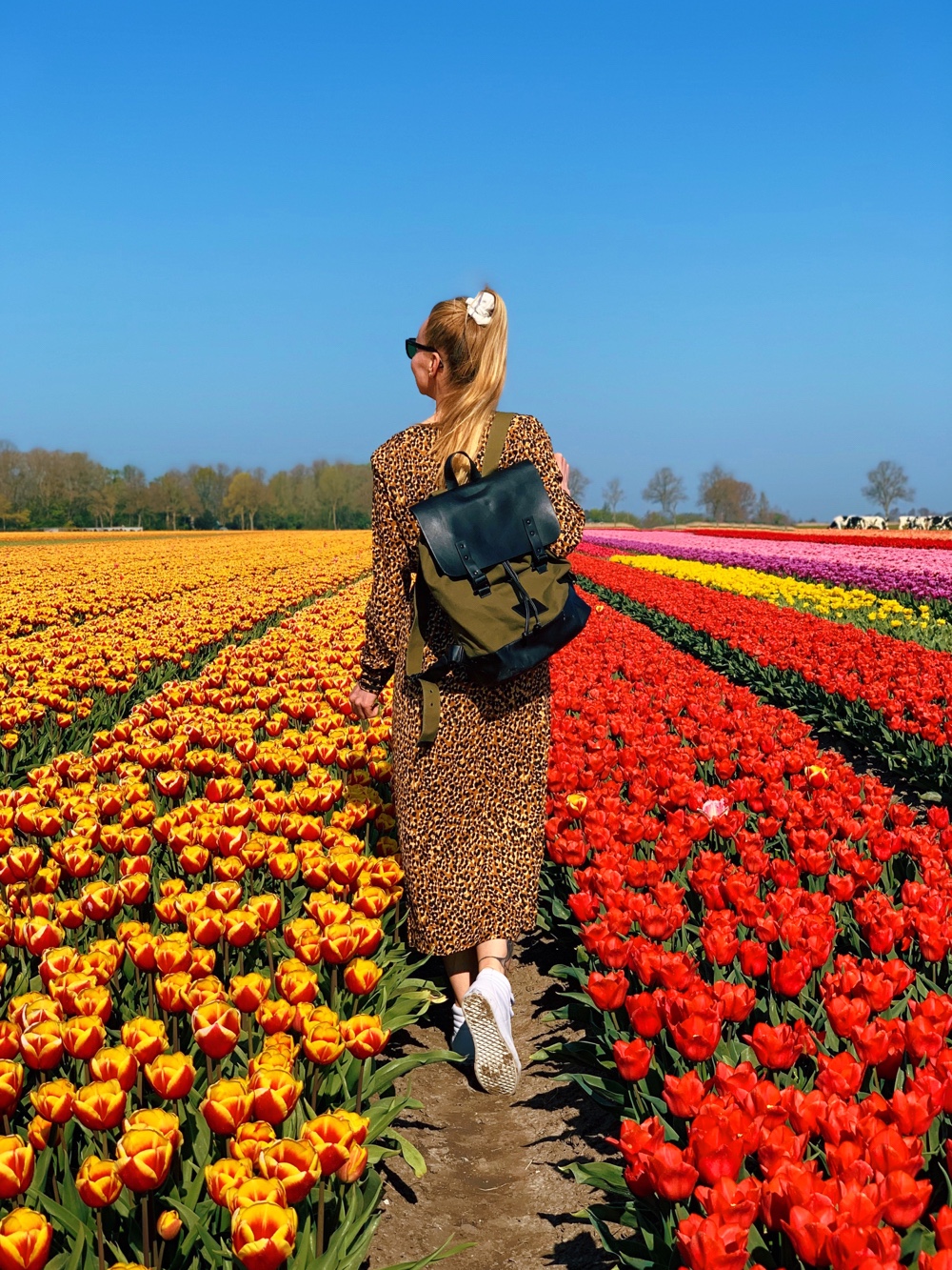 Hollandse tulpenvelden