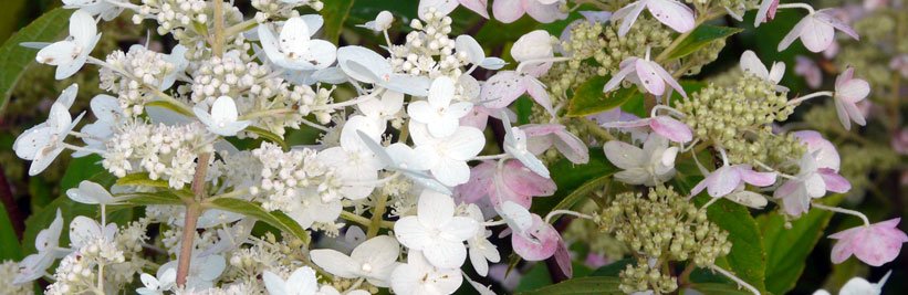 Lijst met tuinplanten voor vlinders en bijen
