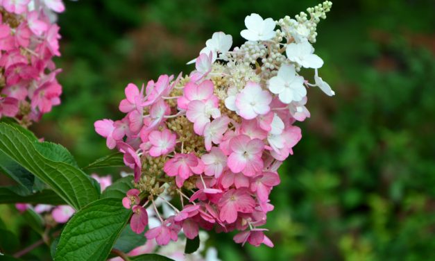 Lijst met tuinplanten waar bijen en vlinders blij van worden