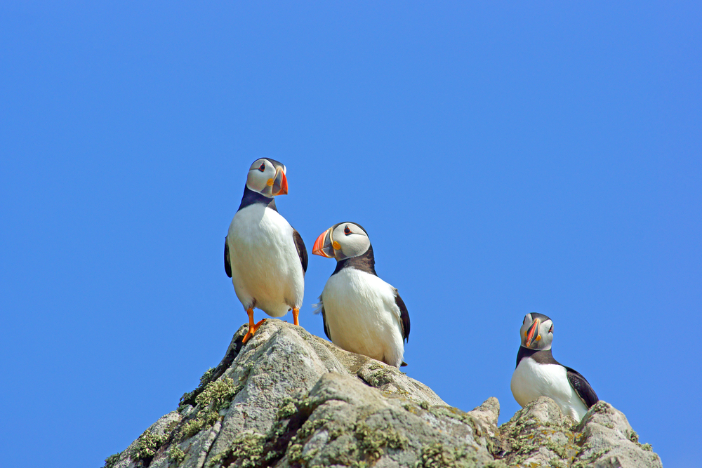 Papegaaiduikers in Wales