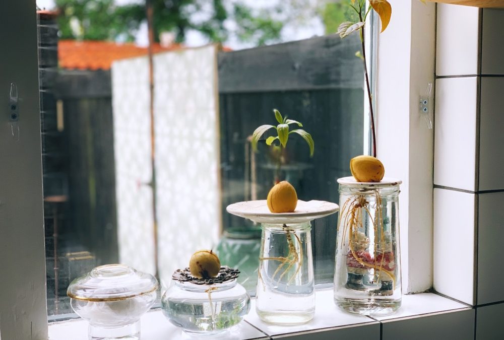 Van avocadopit tot avocado plant. Wat is de beste manier?