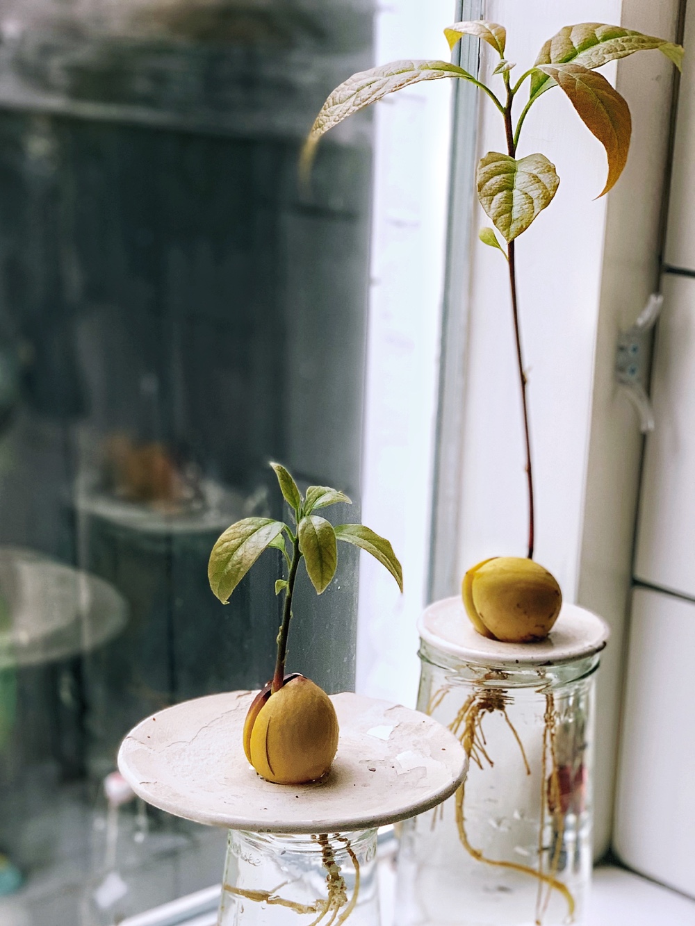 avocadoboom groeien