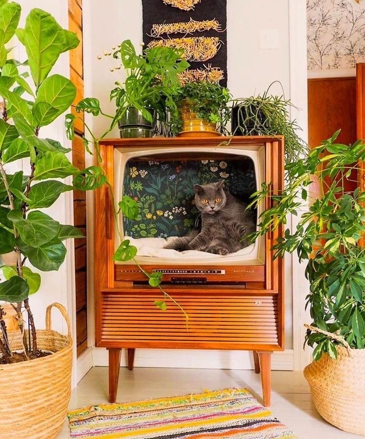 kattenhuisje in oude tv