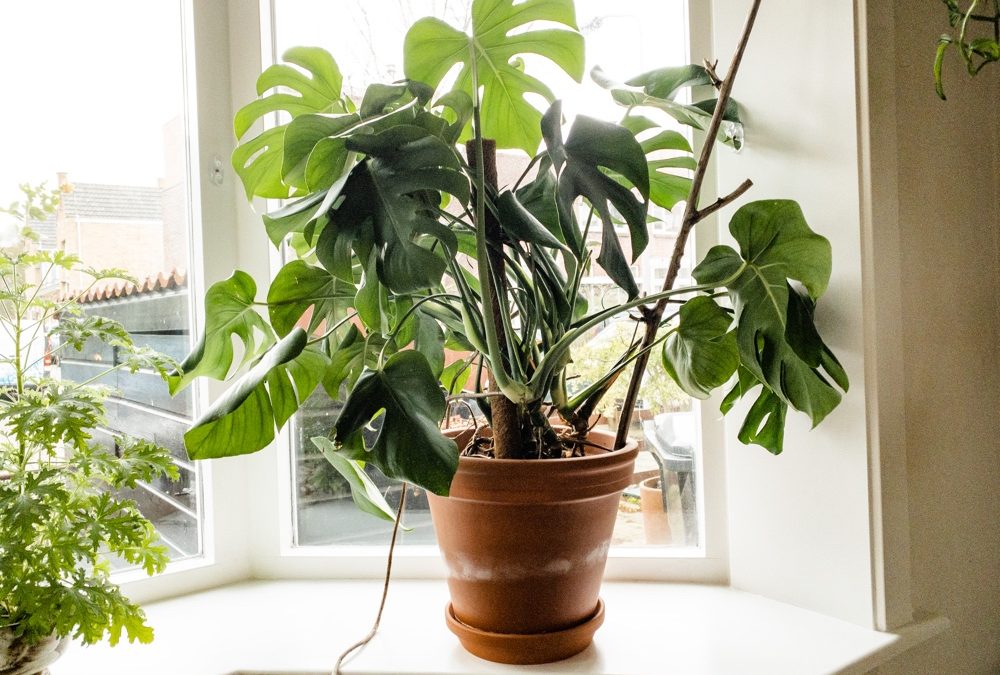 Wat zijn luchtwortels en waar dienen ze voor (Monstera plant)