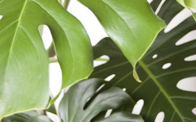 Planten in huis, welke passen bij jouw ruimte?