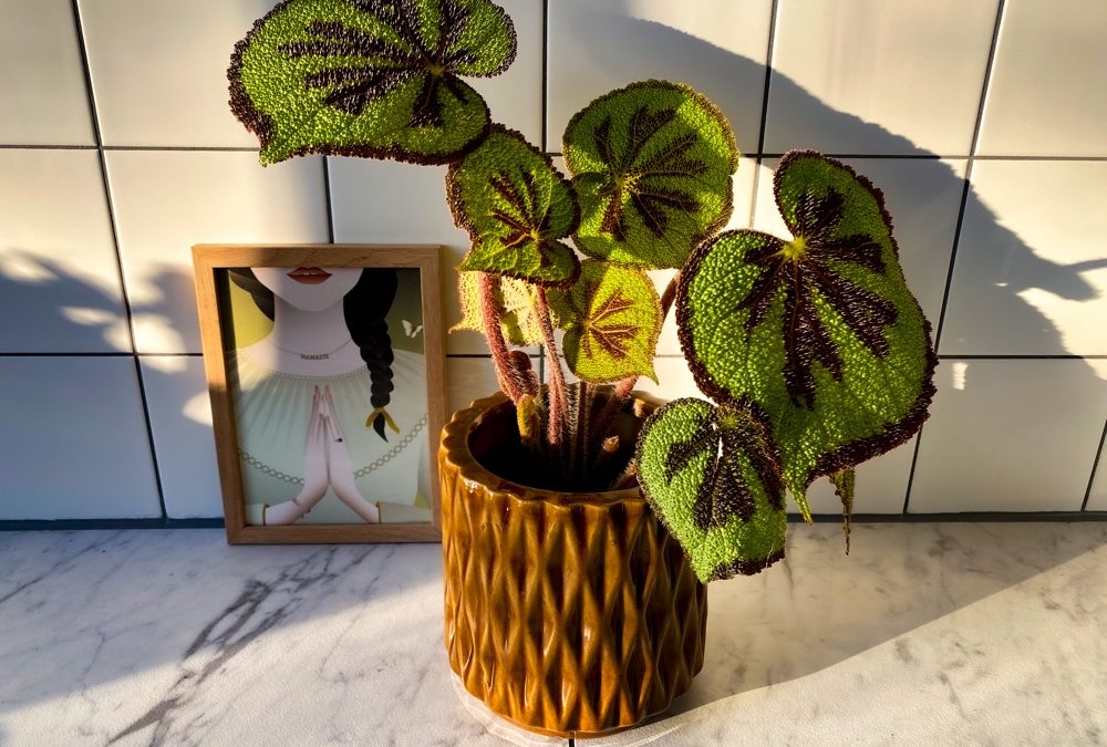 Verzorgingstips voor de Begonia Masoniana
