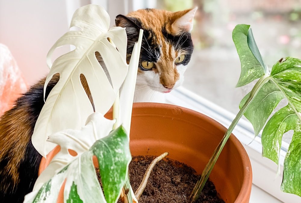 Verzorgingstips voor de Monstera Variegata