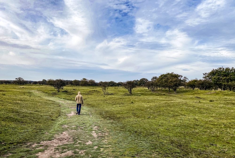 Wandeltips | Amsterdamse Waterleidingduinen (hertentocht!)