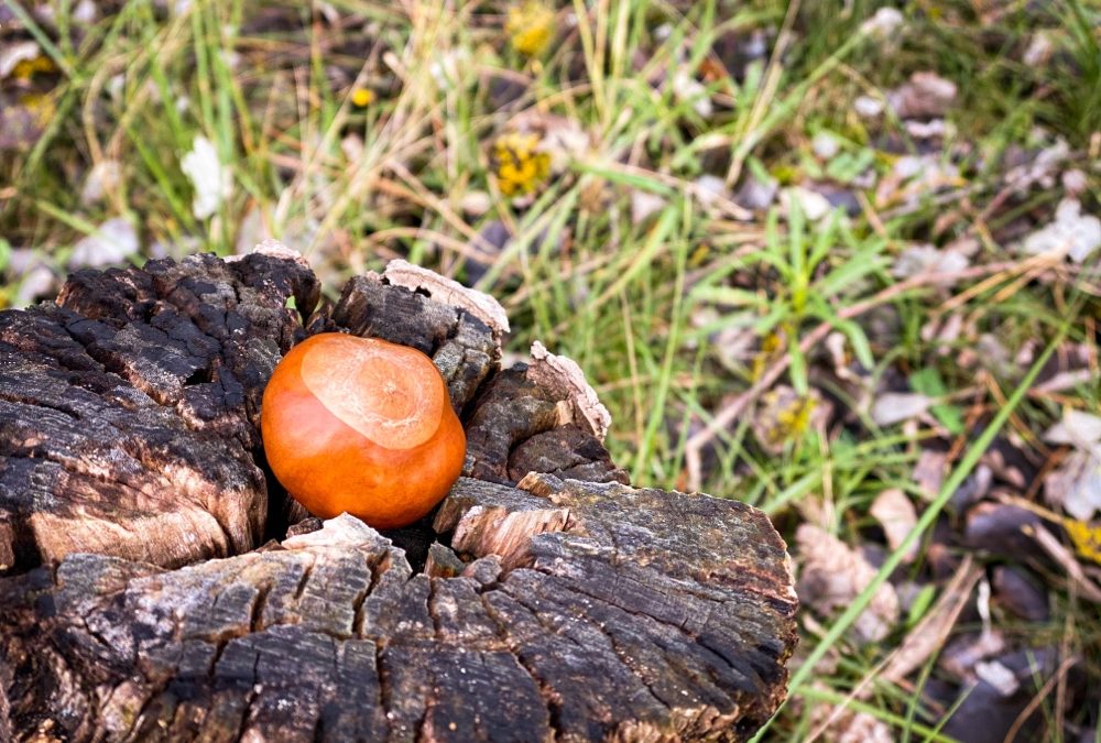 3x bijzondere (wilde) kastanje weetjes