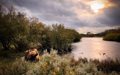 Wandeltip: het wisenten uitkijkpunt in Middenduin (Overveen/Haarlem)