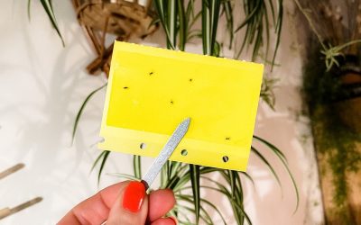 Rouwvliegjes bestrijden? 10 tips om je planten vrij te houden