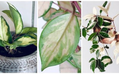 Inspiratie en verzorgingstips voor de Hoya Carnosa Tricolor (wasbloem)
