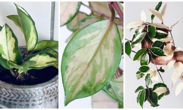 Inspiratie en verzorgingstips voor de Hoya Carnosa Tricolor (wasbloem)