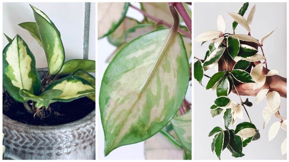 Inspiratie en verzorgingstips voor de Hoya Carnosa Tricolor (wasbloem)