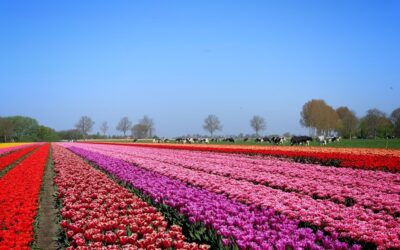 Vakantie in Nederland: erop uit in eigen land