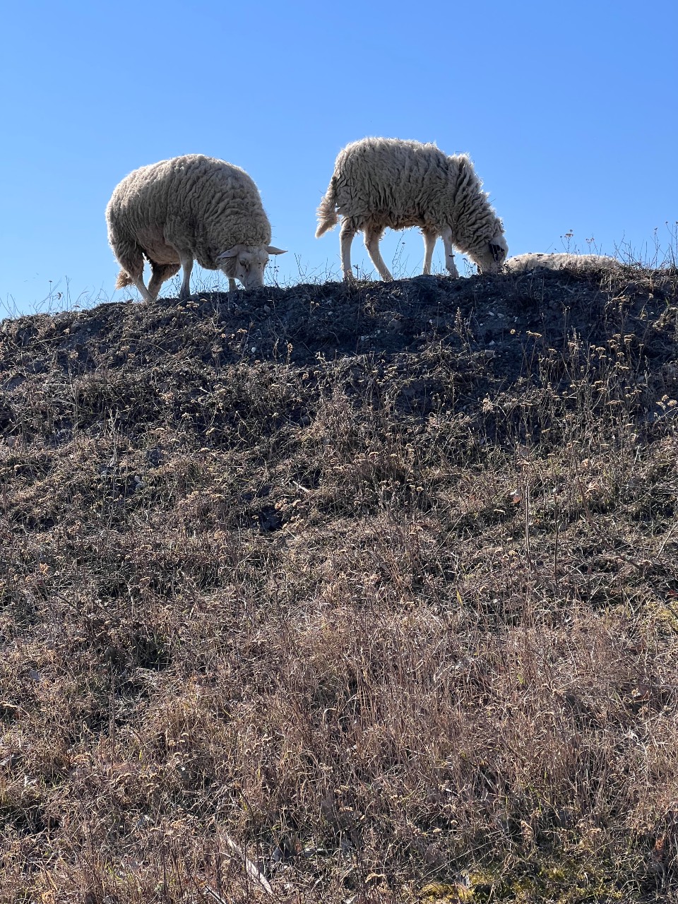 Burgenland neusiedler see schapen